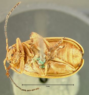 Media type: image;   Entomology 33900 Aspect: habitus ventral view